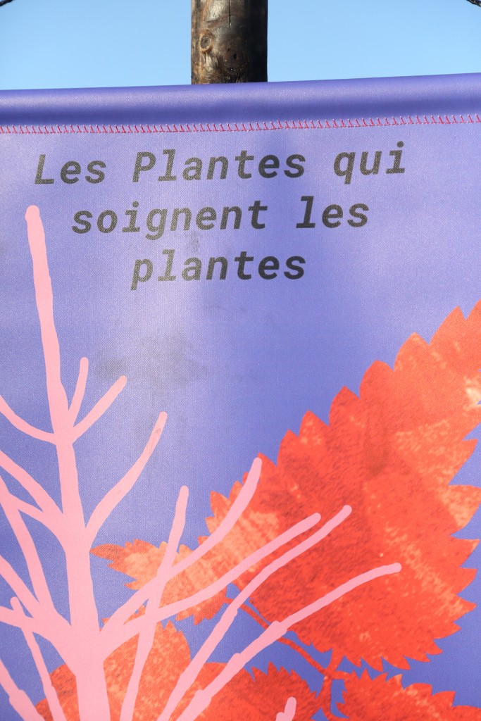 PlantesSoignentPlantes2