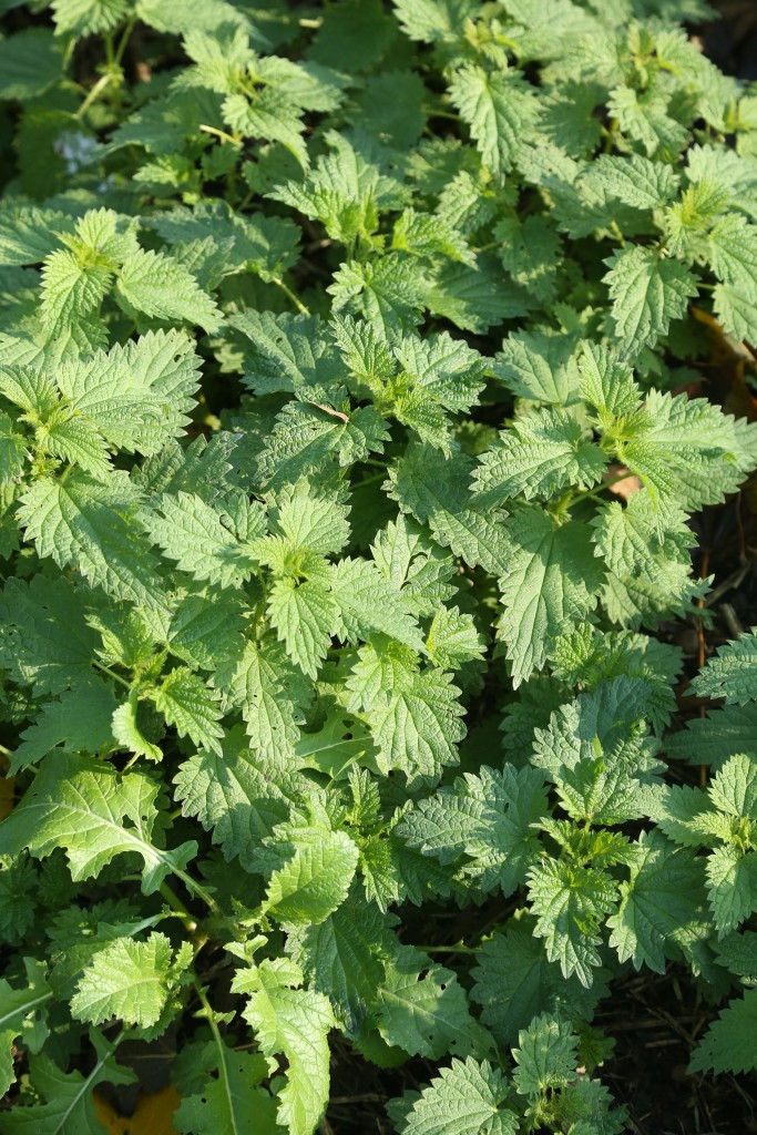 PlantesSoignentPlantes3
